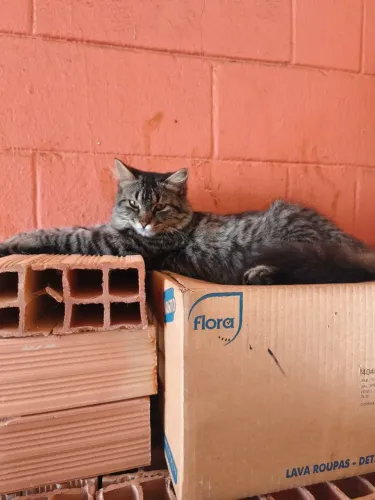 Gata