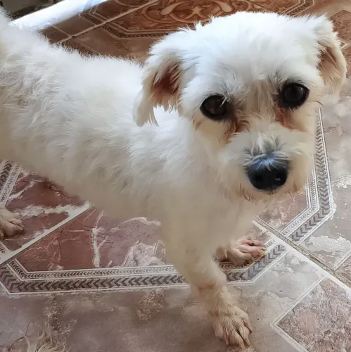 Cachorra 