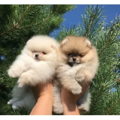 Filhotes De Spitz Alemão - De Amor E Receba Amor Para Vida Inteira
