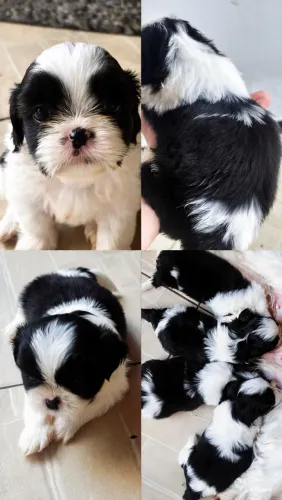 Cachorro shitszu a venda
