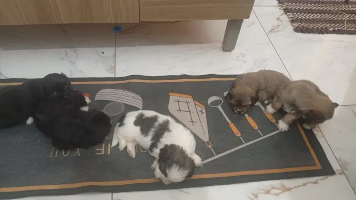 Vende-se cachorrinho shih tzu