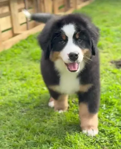 Filhotes de Bernese | Seu novo parceiro de aventuras!