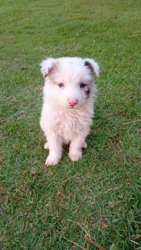 Bordercollie redMerle