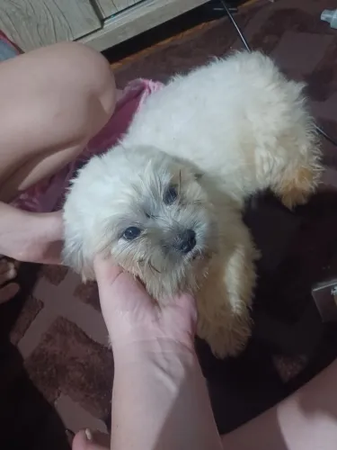 Doa-se shitzu 7 meses macho