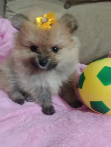 Spitz alemão Fêmea Com Pedigree e Vacina. Em 10x entregamos