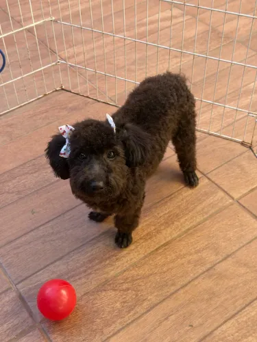 Poodle 5 meses está tosada