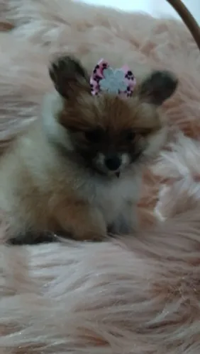 Filhote se Spitz Alemão lobinho