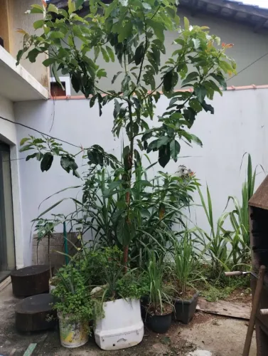 Muda de Planta: Pé de abacate e Coqueiro