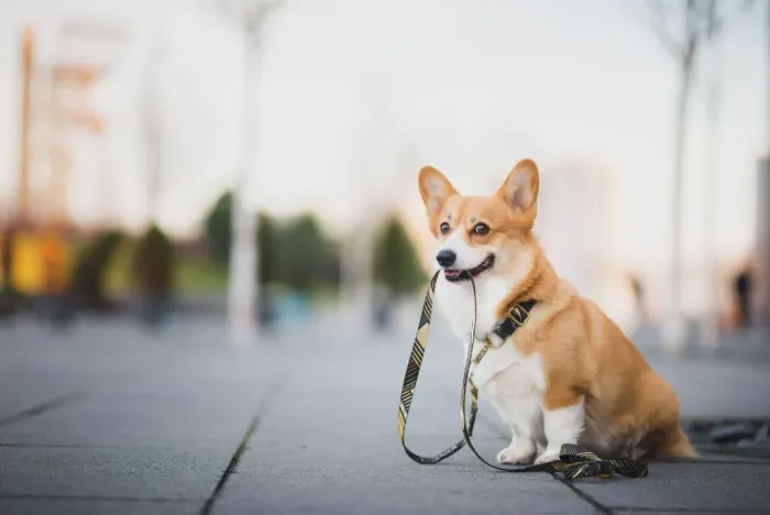 Passeio com Cães