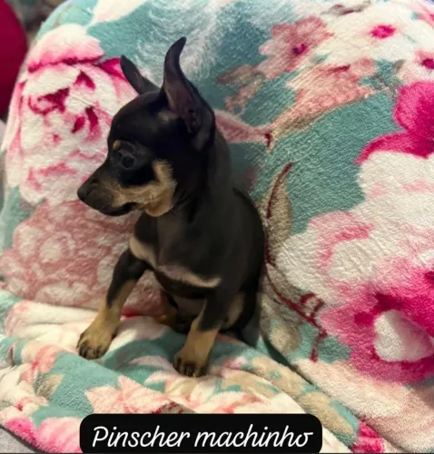 Filhote de pinscher
