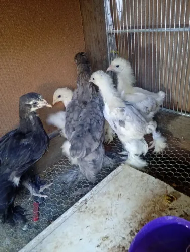 Pintinhos brahma 50 reais a unidade 