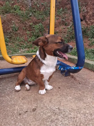 Doa-se cachorro