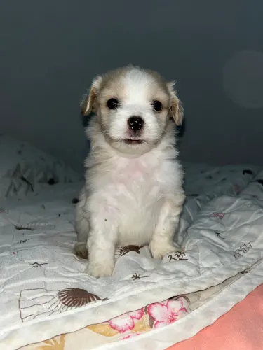 Filhotes Shih Tzu - 2 meses ?fêmea - fofinha ?