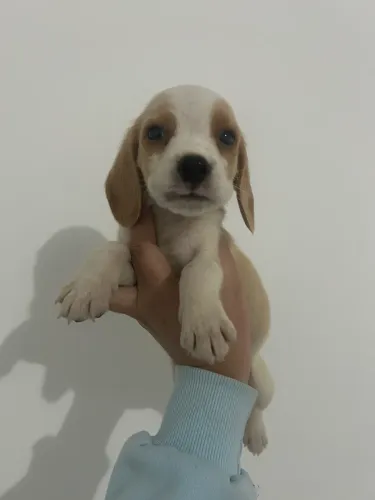 Beagle mini traga amor para sua vida