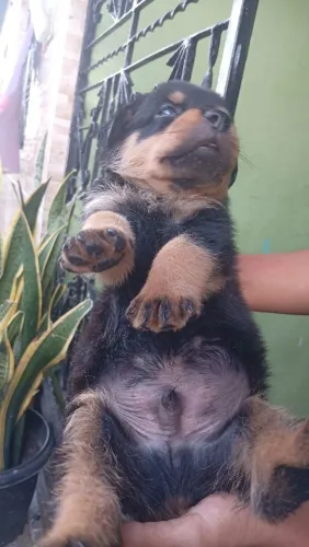 Venda-se filhote de rottweiler