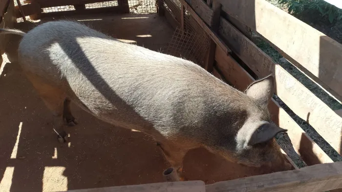 Porca gorda