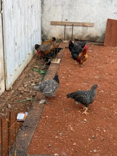 Galinha caipira e postura