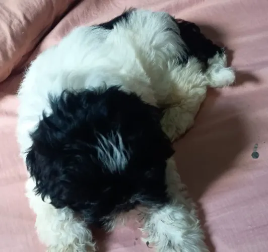 Shih tzu fêmea filhote