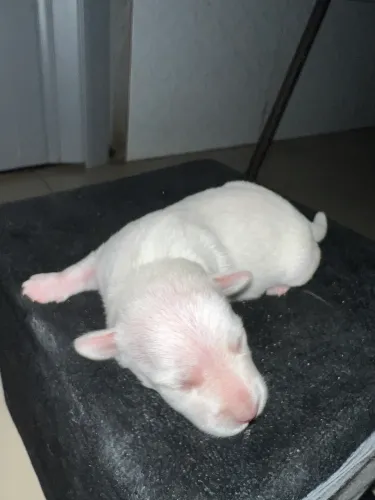 Filhote de maltês/ poodle tou