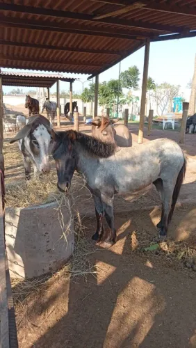 Pônei macho