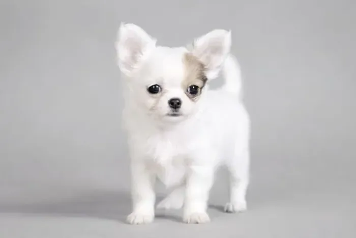 Chihuahua Mini 