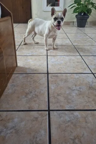 Bulldog francês macho