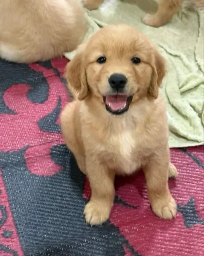Golden Retriever Bebê - Disponível