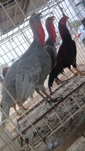 Piru e galo índio