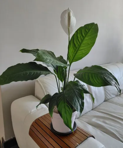 Planta - Lírio da Paz