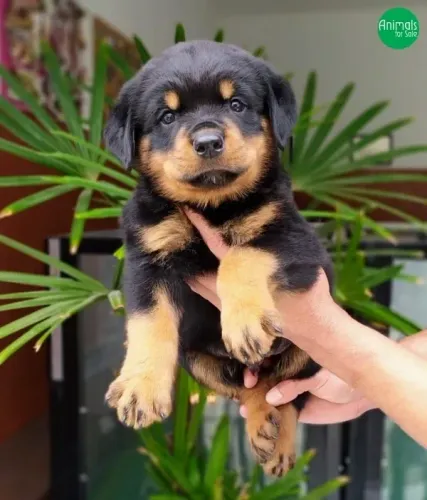 Rottweiler 