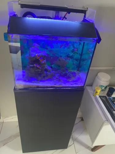 Aquário marinho 27 litros  - Pra vender rápido  