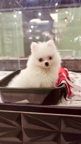 Filhote Spitz Alemão, Seu novo melhor amigo peludo te espera com muito amor!