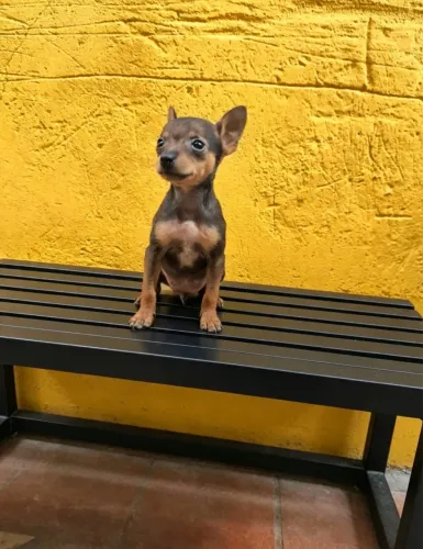 Pinscher mini disponível