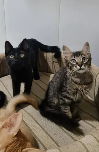 Adoção responsável de filhotes de gato