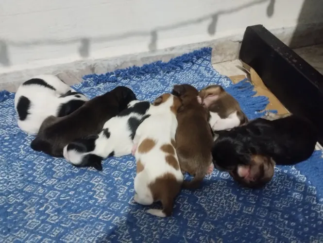 Cachorro filhote lhasa após