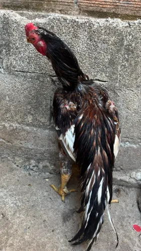 Galo índio bico curto porte grande?