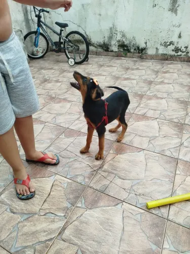 Resgatada do lixo, essa pequena guerreira merece uma nova história.<br>Adoção responsável