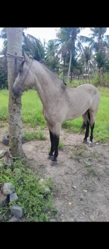 Cavalo novo de picado ótimo para garanhão vende ou fazer negócio do meu interesse