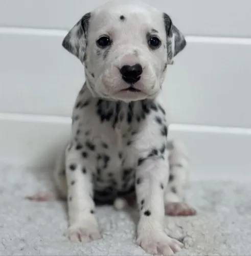Dálmata : Pet dos sonhos 