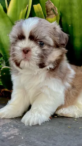 Shihtzu macho linhagem chocolate.