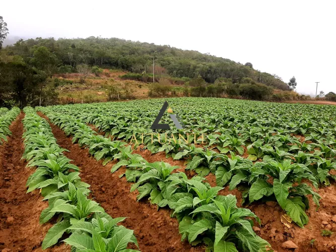 Oportunidade Preço abaixo do mercado - Área de 12 hectares Mariana Pimentel