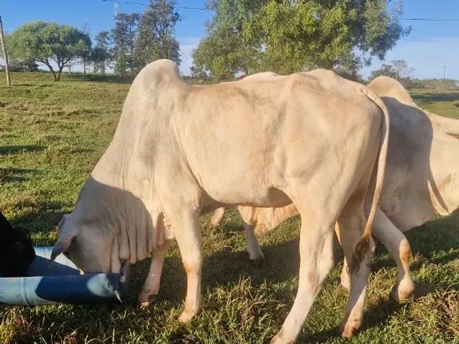 Lote de 10 bovinos