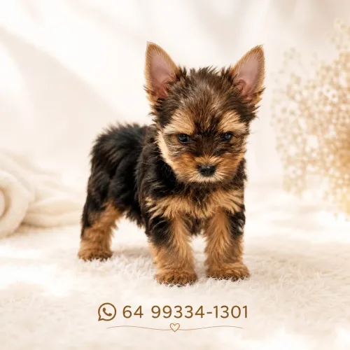 Filhote de york macho disponivel 