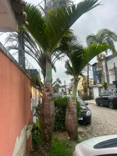 Palmeira garrafa