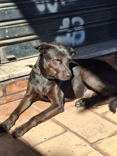 Cão para adoção