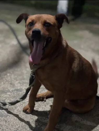 Doação Cachorro vigia