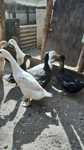 Marrecos variados de pompom corredores só mente casais há venda .