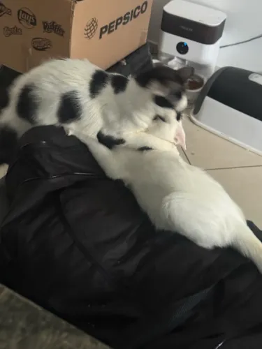 Gatas para adoção