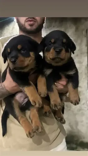 Rottweiler machos cabeça de touro raça pura lindos