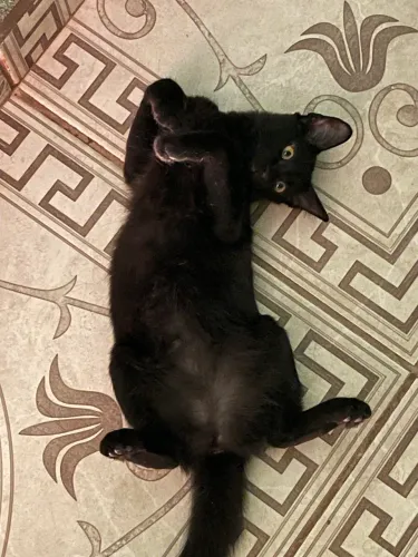 Doação Responsável 